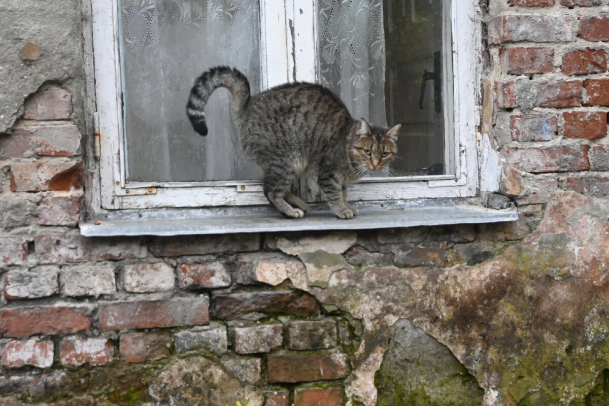 Будущий мэр Котсбурга