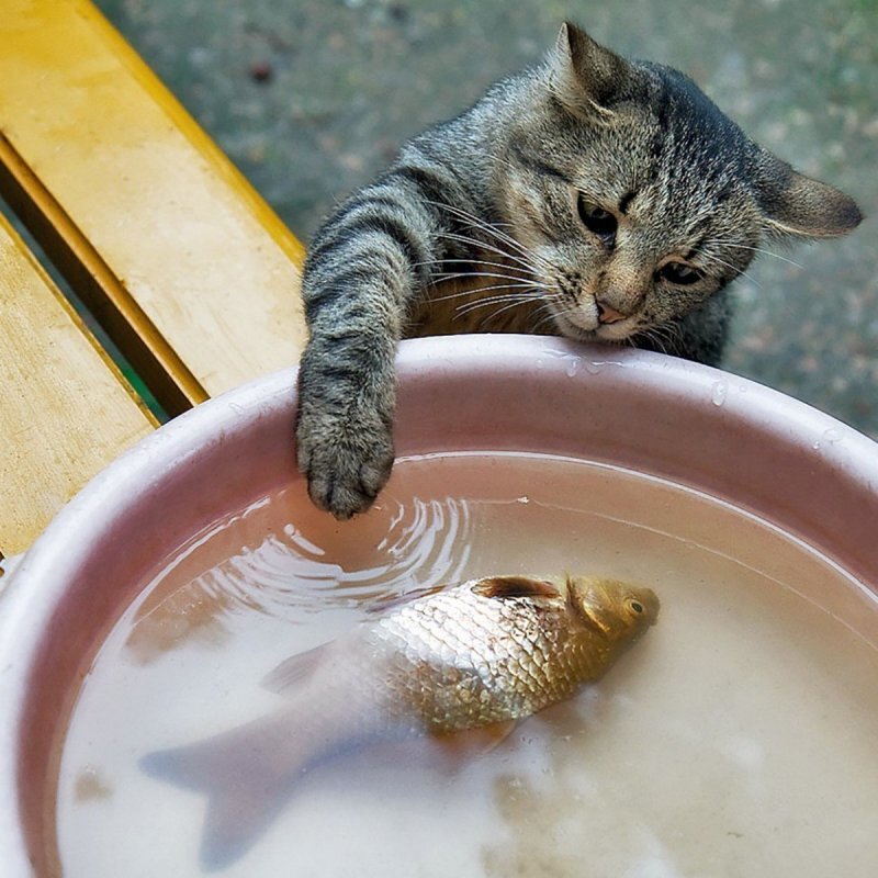 В тазу плавала одна рыбка. Котик украл рыбку, сколько рыбок осталось в тазу? Фото из интернета.