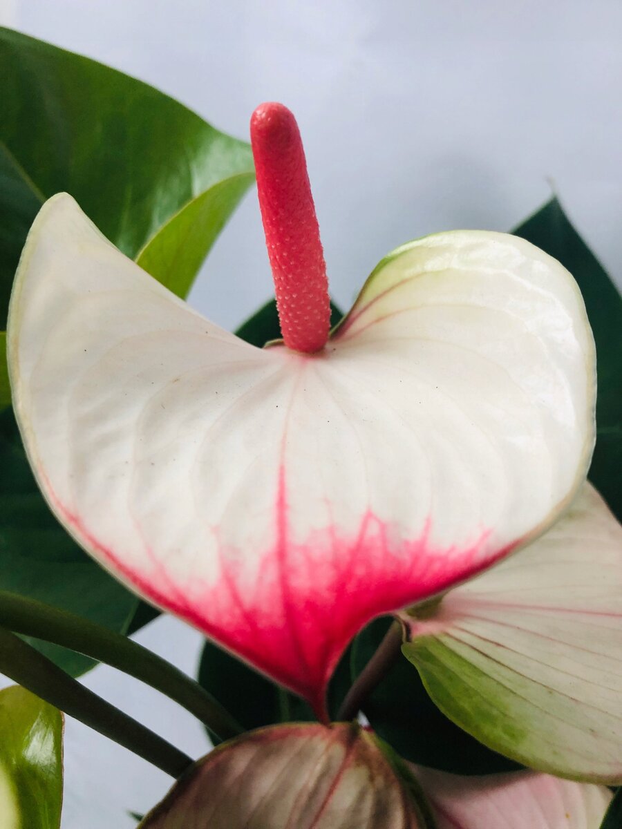 Фото из открытого источника