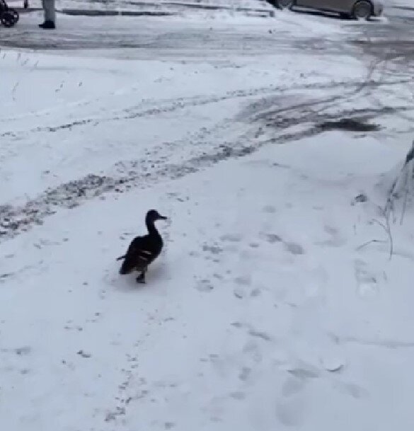    Скриншот с видео Алены Братчиковой