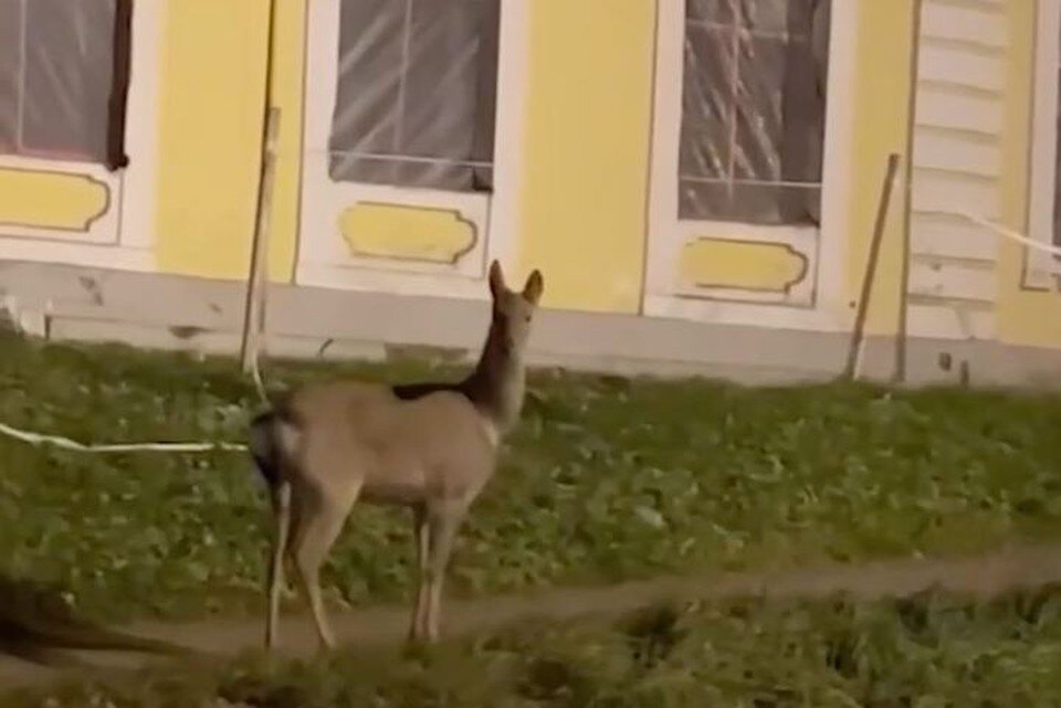     Малыш попал на видео. Фото: t.me/MyPiter24