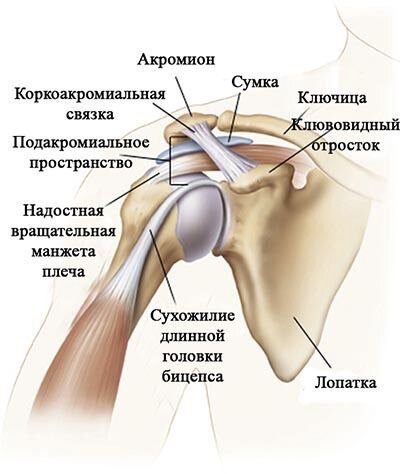 Боль в плече - Центр доктора Бубновского