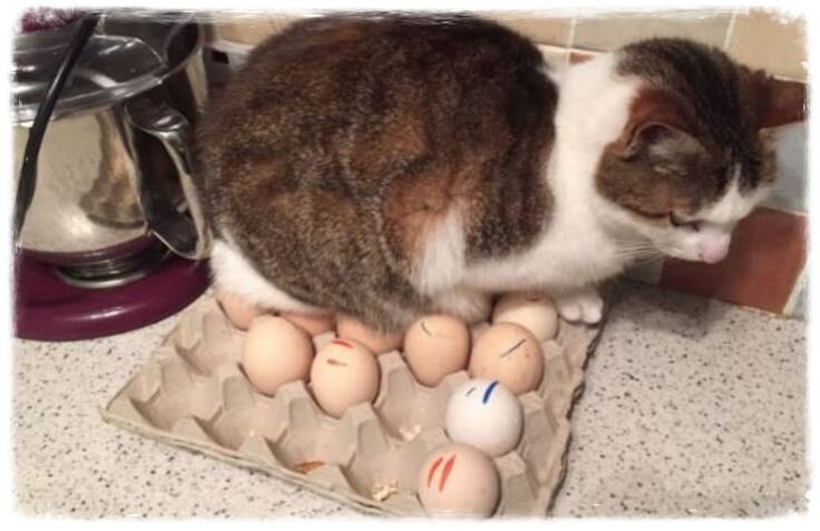 Как хулиганят наши домашние питомцы: 20 фото