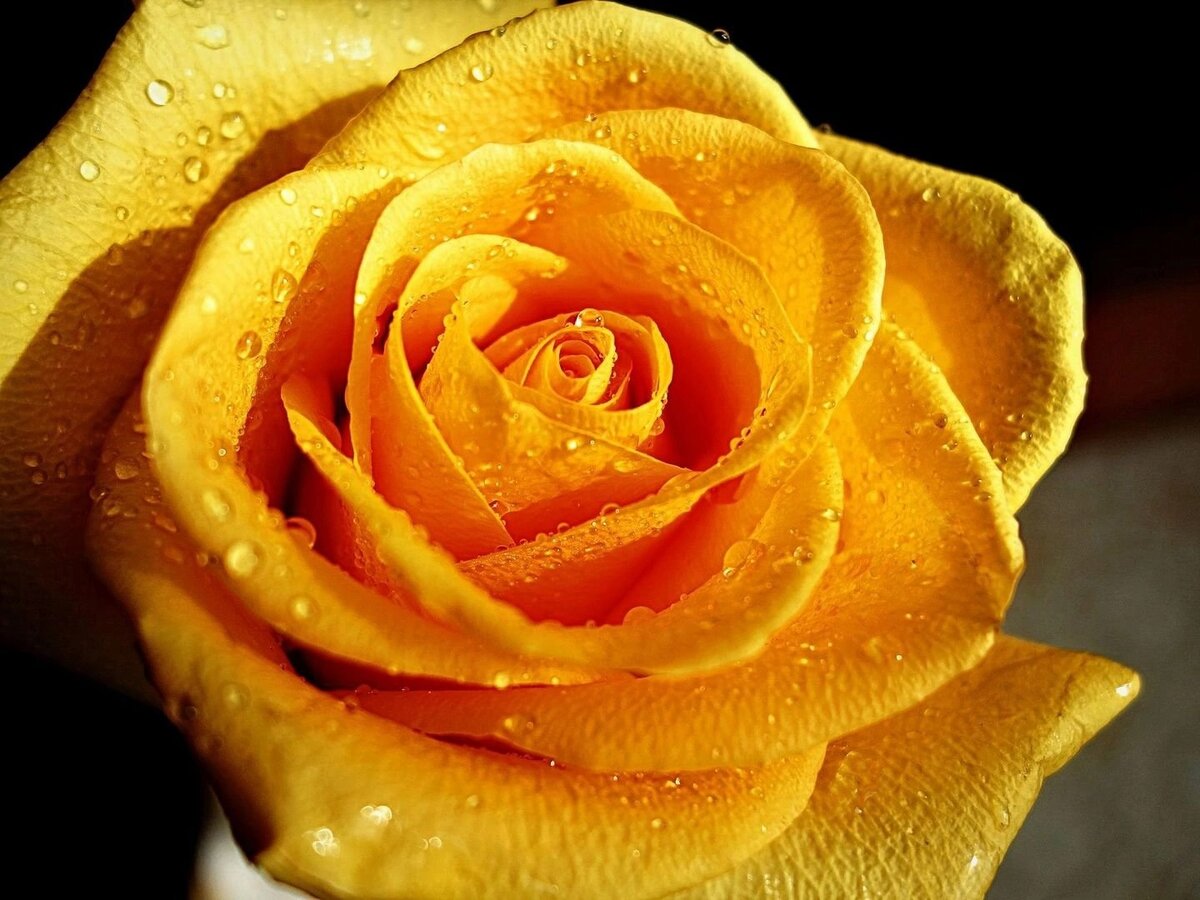 Желтая Сапфировая Роза Солнечного Хранителя