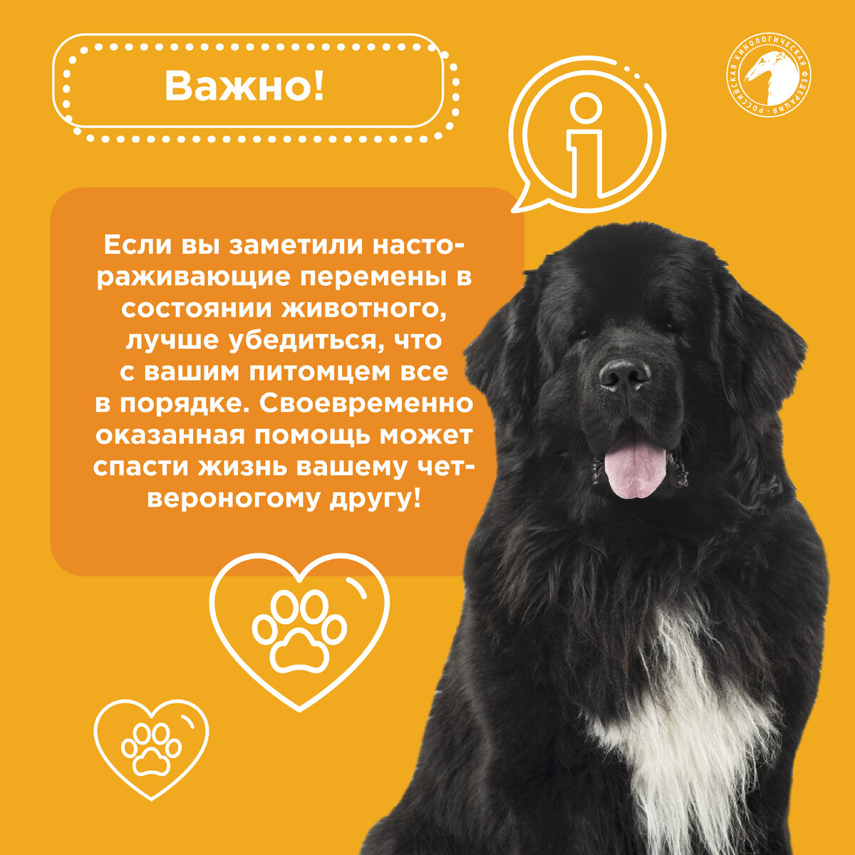 Скорая ветеринарная помощь для собак: когда она необходима и как ее получить