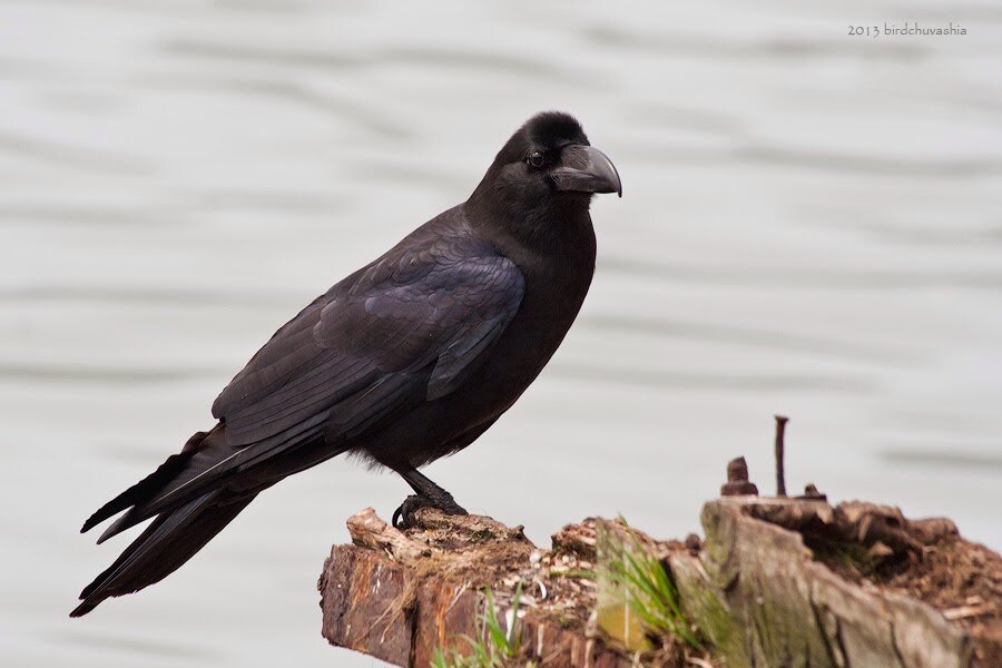 Ворон 4 жестокое причастие 2005. Crow 4. Ворон 4 фильм. Ворон 4 фильм. Четыре ворона.