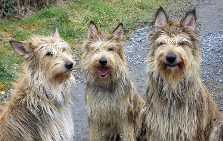 Berger Picard Dog Breed Information Dog breeds, Unique dog breeds, Purebred dogs