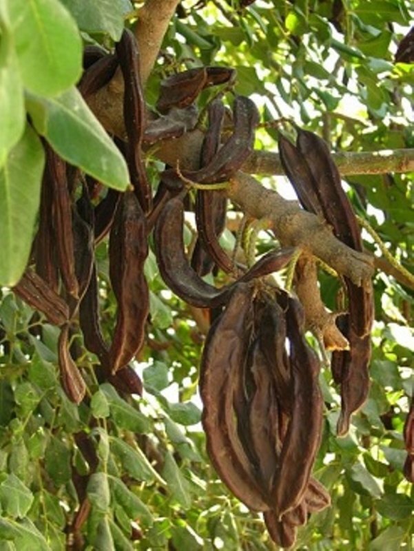 Рожки кэроба - те самые акриды, по мысли многих толкователей Евангелия