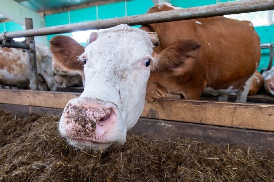     Производители животноводческой продукции поставляли мясную продукцию сомнительного качества. Михаил ФРОЛОВ