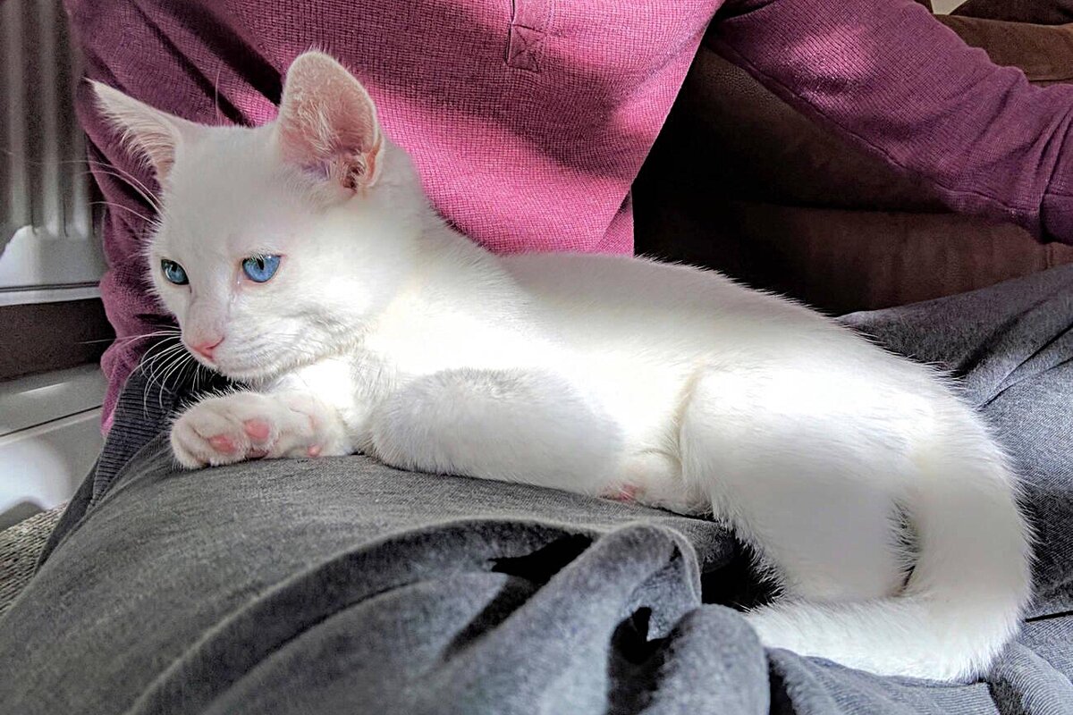 Процент глухоты возрастает у полностью голубоглазых котов до 65-85%. Среди разноглазых экземпляров процент усредняется до 40%.