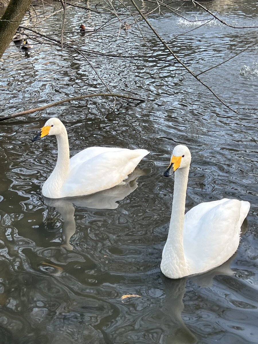 Лебеди из зоопарка на Солнечном острове, Краснодар