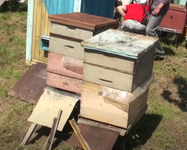 На фото видно, что стоит основной улей (синий), а рядом два с отводками от него. Получается, что надо три улья на одну пчелосемью. Фото из Интернета метод Цебро.