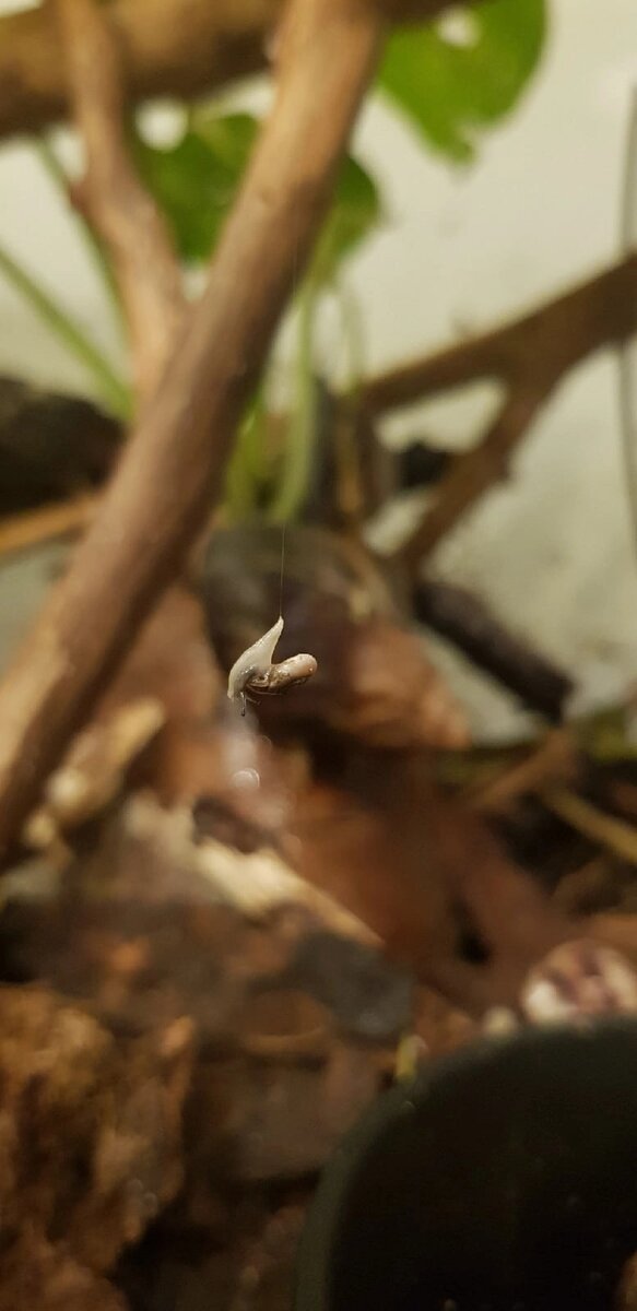 Zonitoida. Фотографии Натальи Волковой