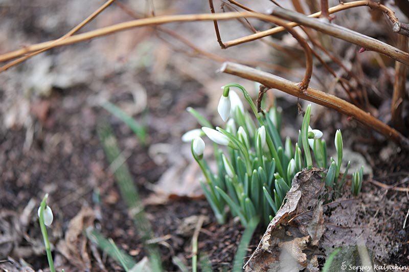 Подснежники