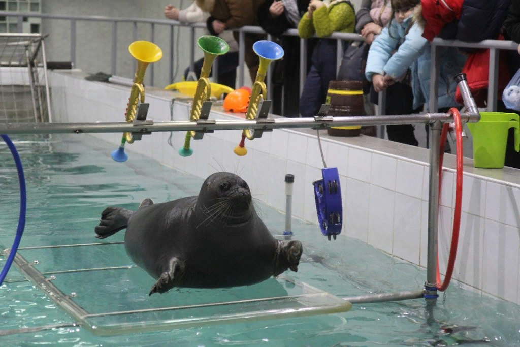 Фото с сайта: https://posibiri.ru/shou-bajkalskoj-nerpy-v-irkutske/