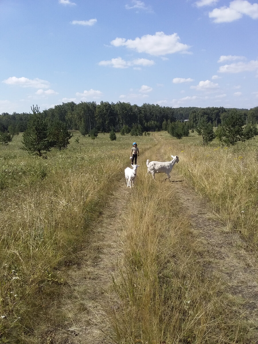 Летний вечерний моцион в окрестностях села. На заднем плане не лес, а так, посадки. Лес за моей спиной примерно на таком же расстоянии. Там есть лоси, медведи, волки....