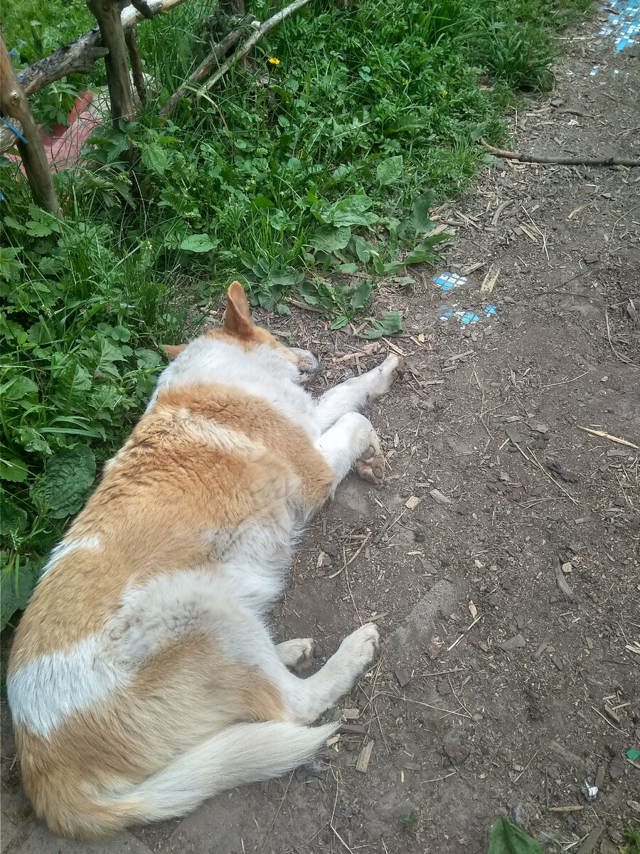 на фото автора пёс Гаврила спит аки окаянный .