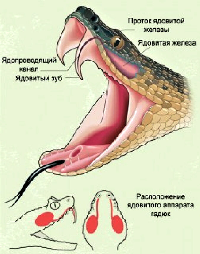 Легкие у змей