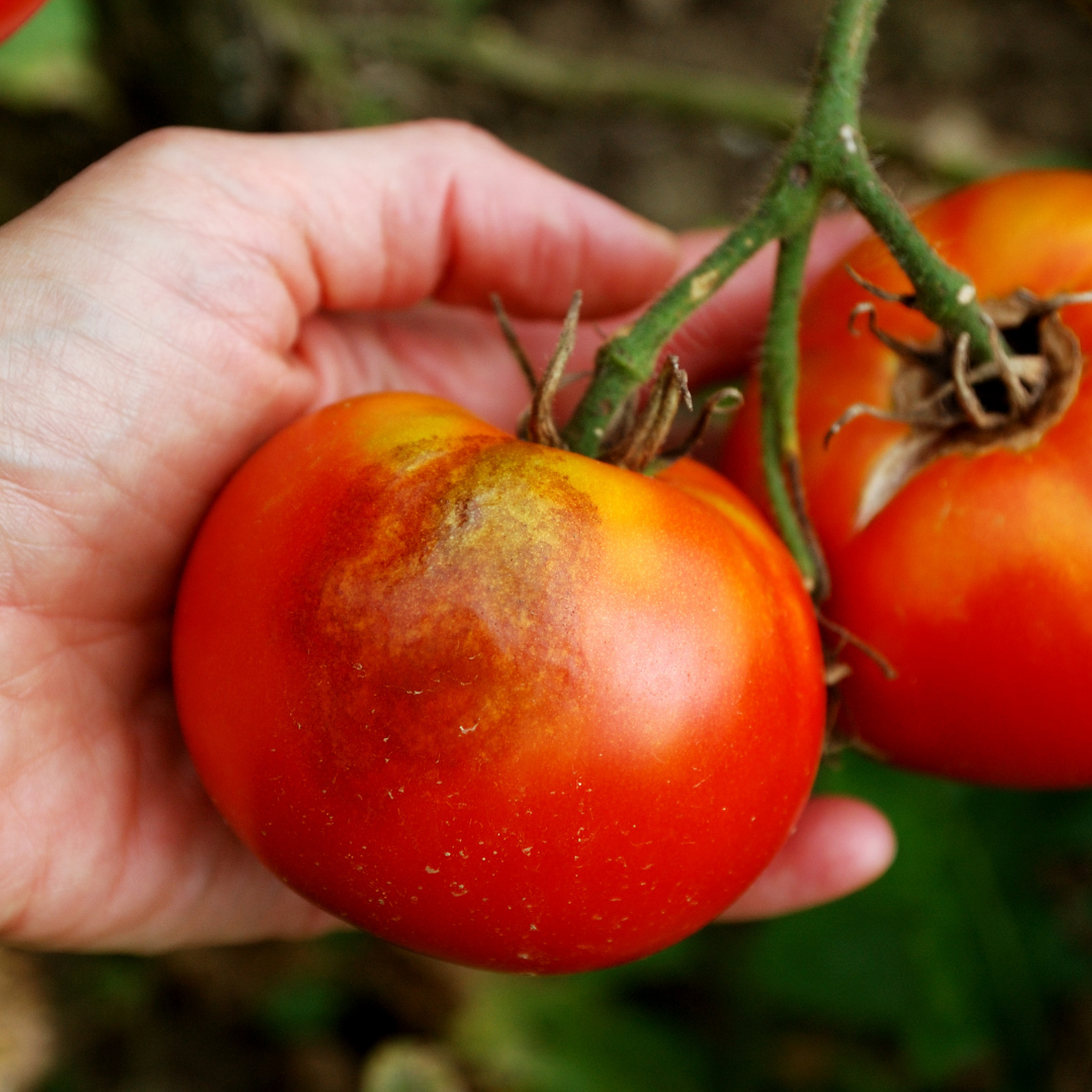 Признаки фитофторы томатов