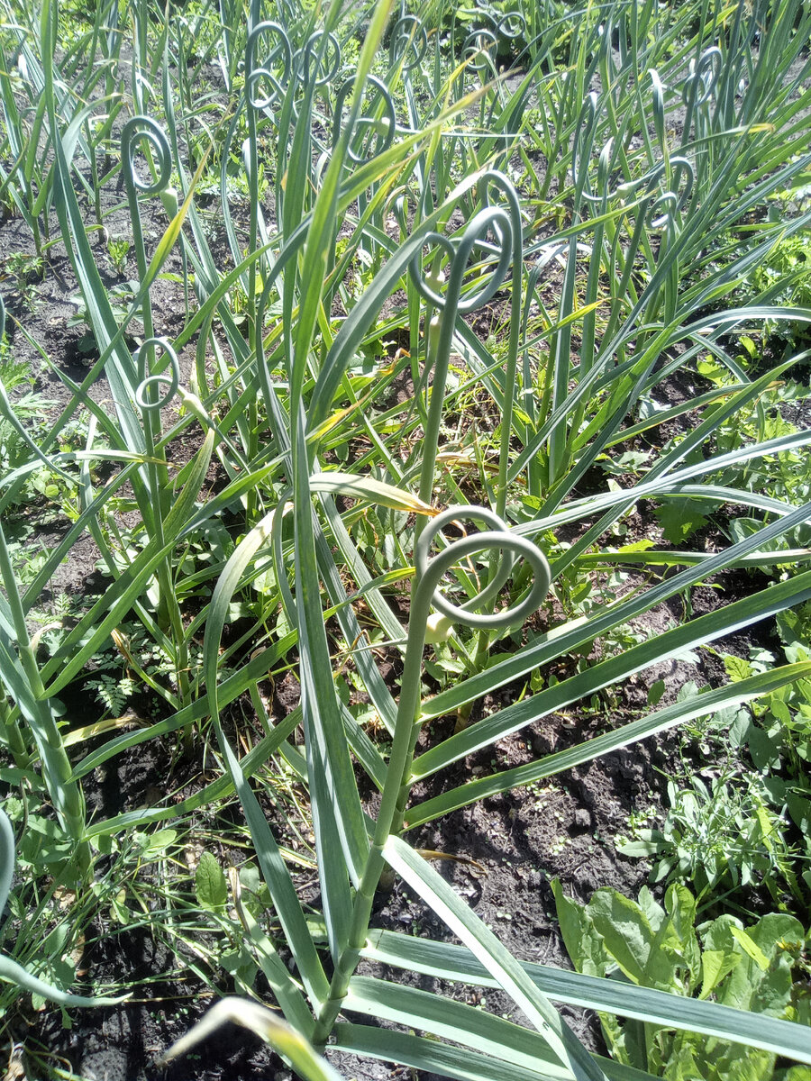 Чеснок. Стрелки уже надо убрать и оставить одну-две для того, чтобы понять, когда выкапывать. 