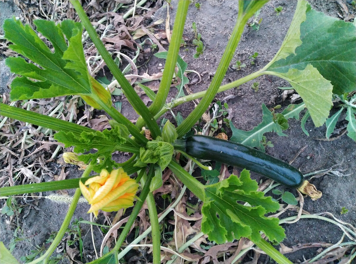 Скоро будут кабачки