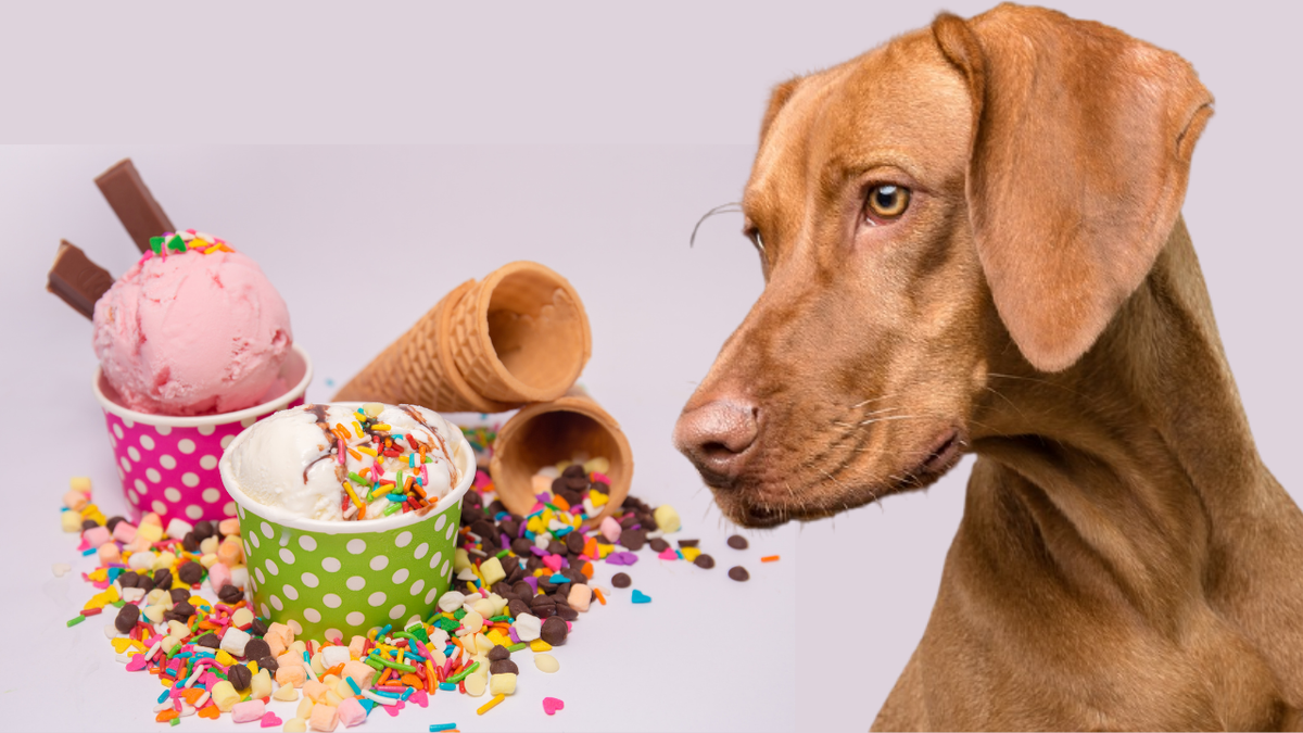 Собака спокойно съест вредные для нее вещи