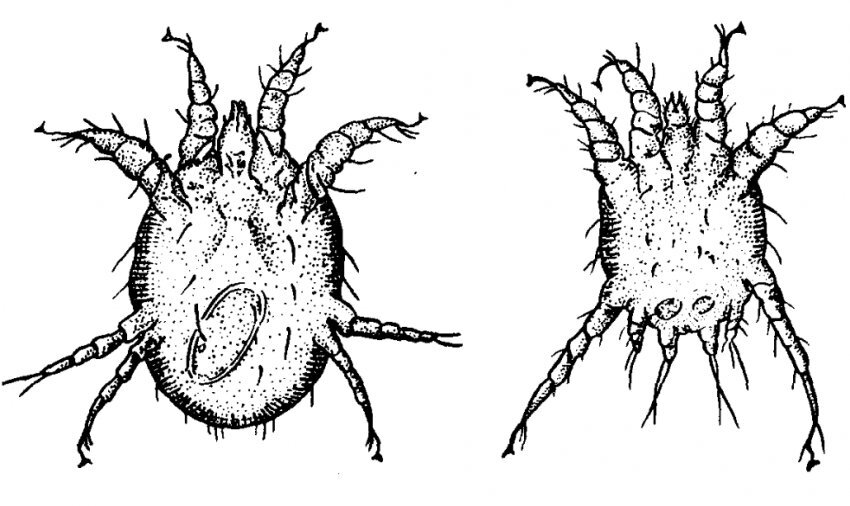 Фото клеща-возбудителя саркоптоза у свиней
