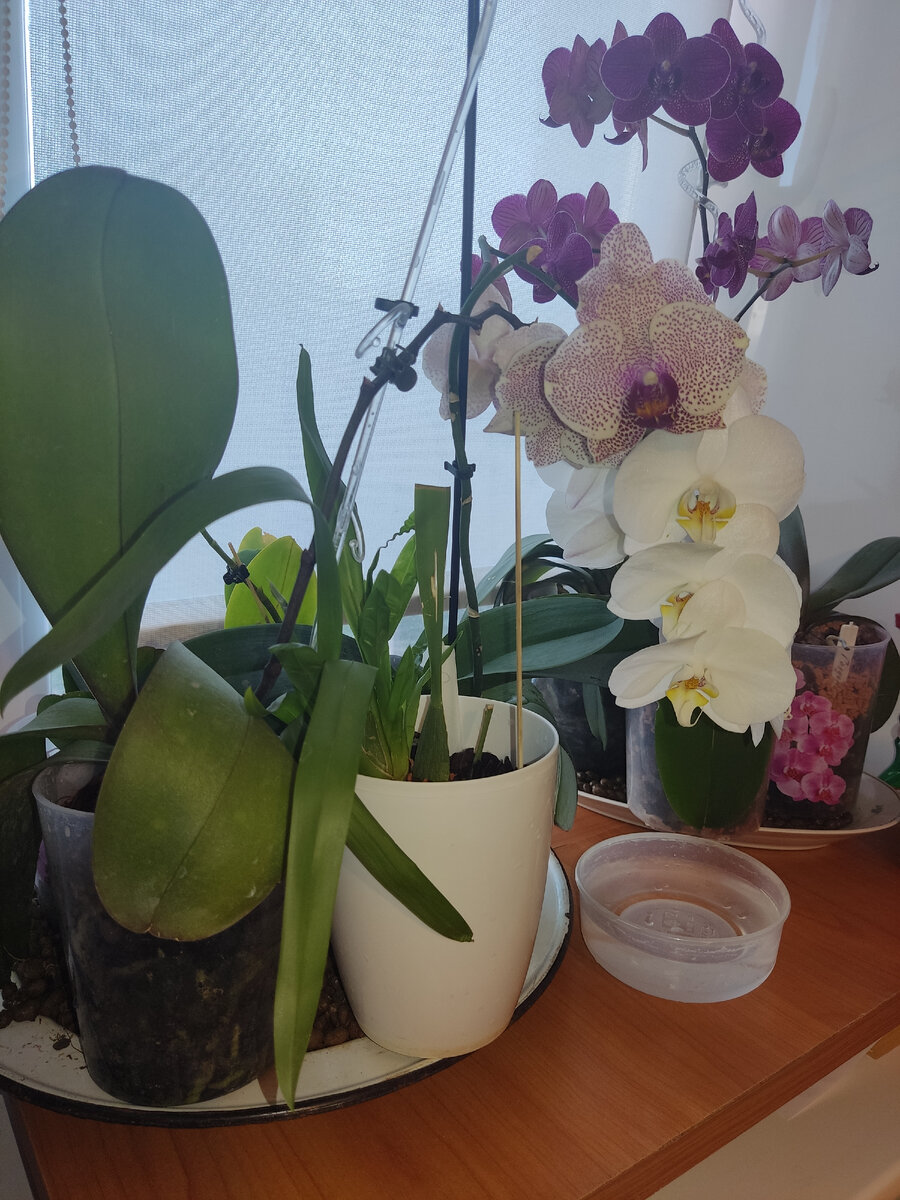 Те что остаются на окне на керамзит и дополнительное увлажнение воздуха в виде ёмкости с водой. Рулонная штора опущена т.к. окно южное. 