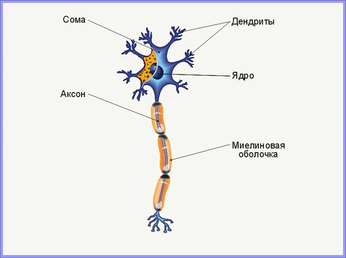 Товары аксона. Схема строения нейрона. Строение нервной клетки нейрона. Строение нейрона рисунок. Схема строения нервной клетки.