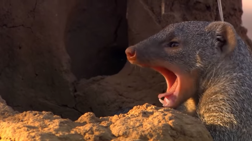 Только проснулся и зевает на рассвете!:)