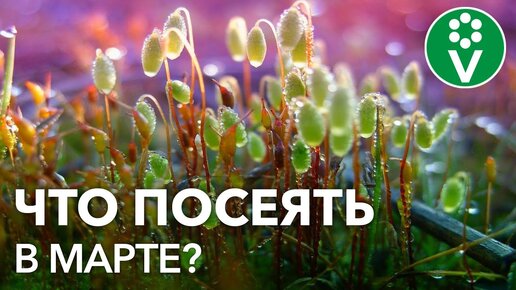 Что Посеять в Марте НА Рассаду? Перечень культур и рекомендации по посеву