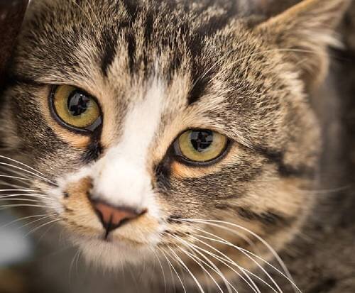 У кошки гноятся глаза - 4 частых причины данного симптома | Лапа помощи |  Дзен