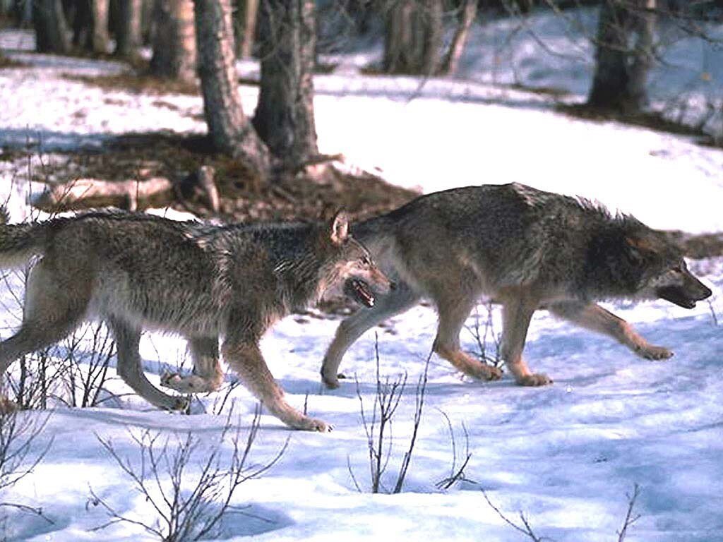 Голодные волки рыщут. Судьба волка. Волки рыщут. Стая Волков охотится.