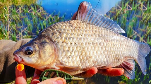 ПЛАВАЮЩИЕ РЫБКИ СВОИМИ РУКАМИ 🏊🐠 👐 Растекание жидкости. Опыты для детей ➄