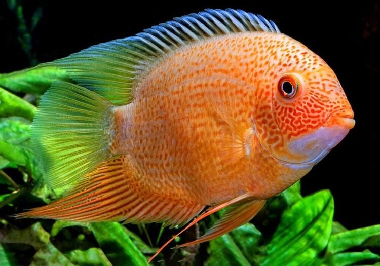 Цыхлазомы северумы.Уход и содержание.