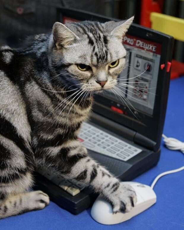 Котик за компом. Котик играет в компьютер. Котик играет в компьютер. Кот с ноутбуком. Кошка и ноутбук.