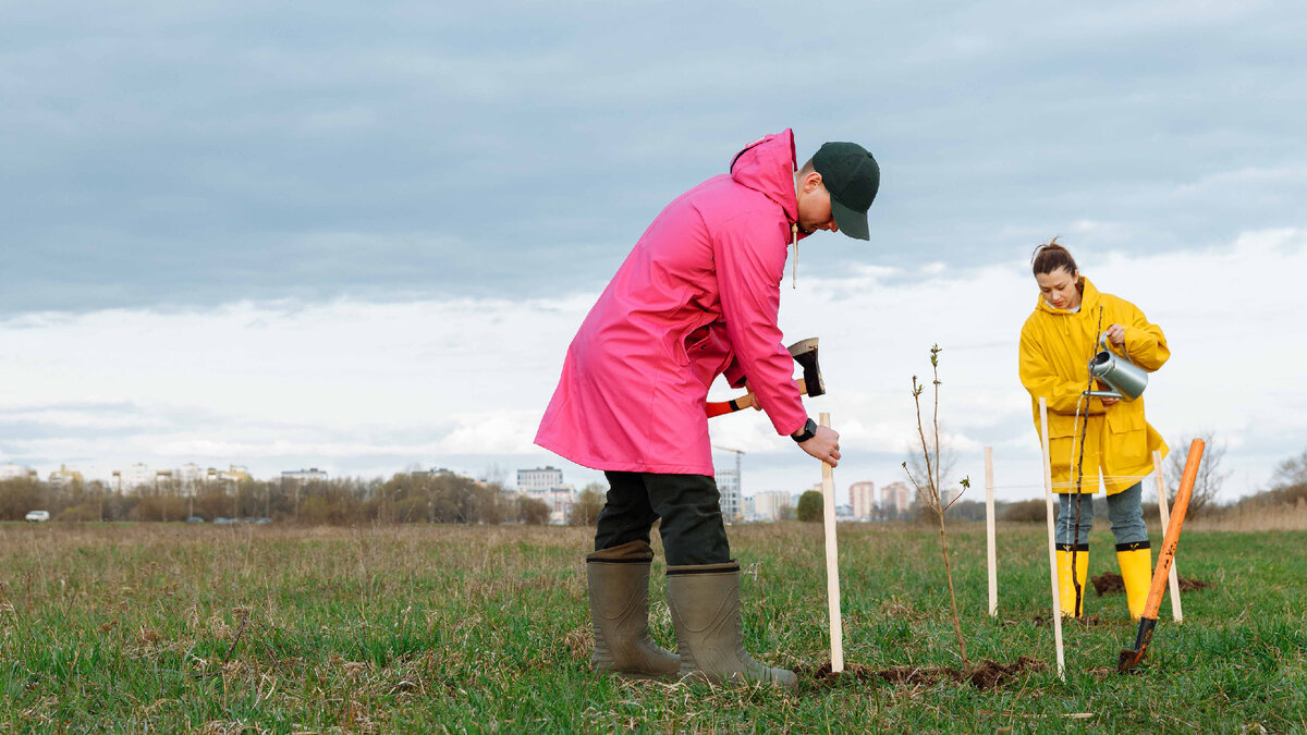 Посадка плодовых деревьев