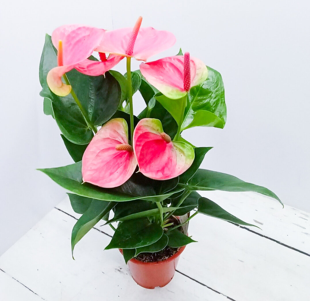 Нежно-розовые оттенки