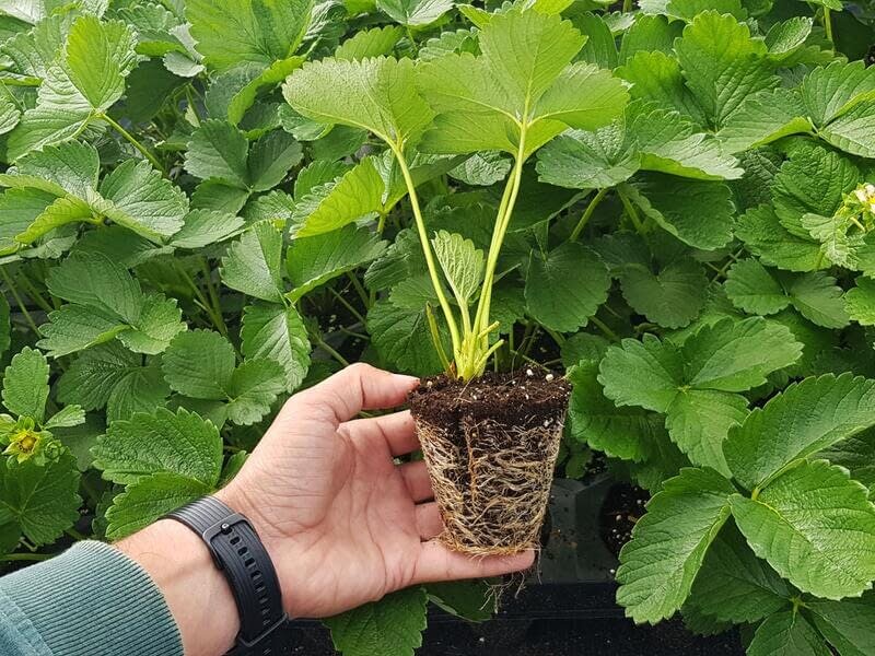 Клубника с закрытой корневой системой (фото Яндекс-картинки)