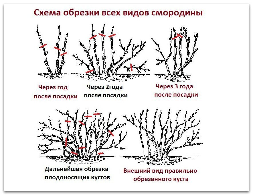 Как обрезать смородину осенью фото Осенняя обрезка смородины: очень важная процедура для щедрых завязей в будущем г