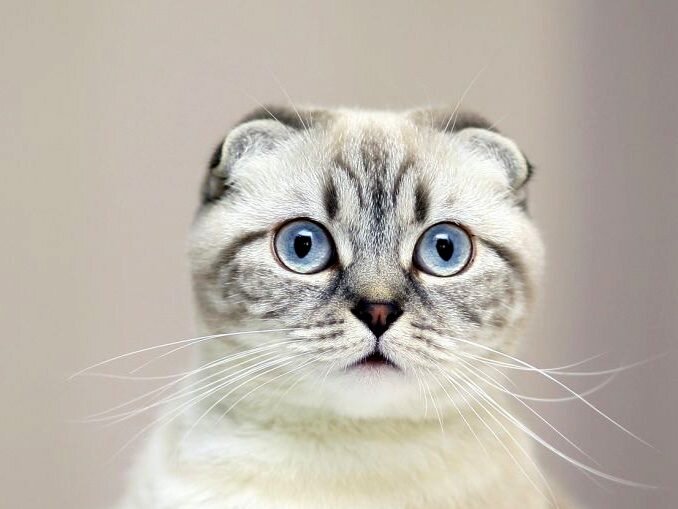 Шотландская вислоухая
Во всём мире эту породу именуют «скоттиш-фолд», но нам привычней называть этих милых кошек «шотландскими вислоухими». Их «няшная» внешность никого не оставит равнодушным – такое создание сразу хочется взять на руки и затискать.