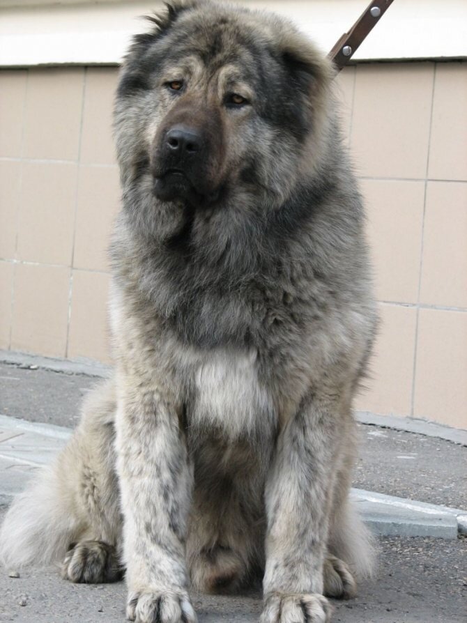 Кавказская овчарка-порода собак,родиной которой является Кавказ.Является одной из древнейших пород,ведёт род от крупных молоссоидов l века до нашей эры.