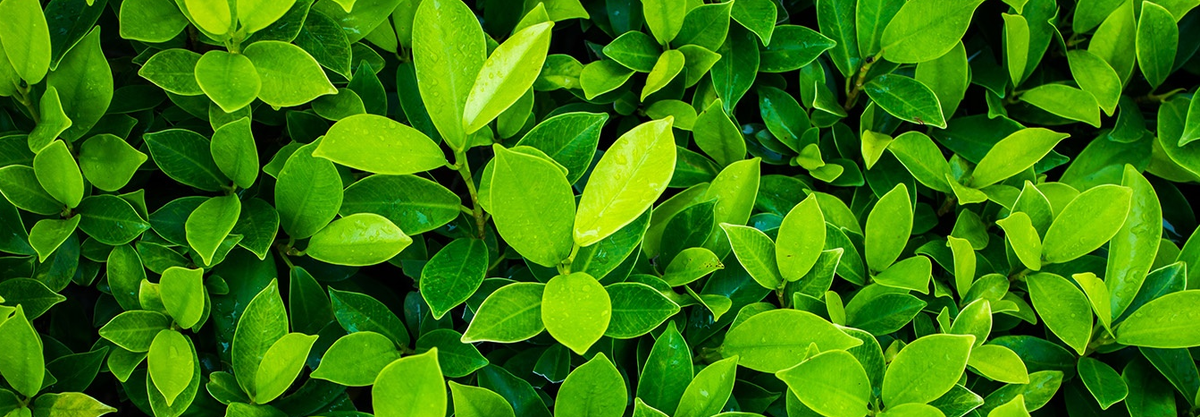 Только представь этот аромат.. 