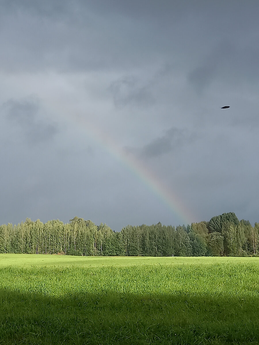 Наши поля#деревни #деревня #жизнь в деревне #деревенская жизнь #фермер 