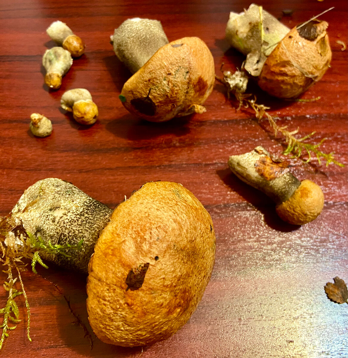 Грибы красноголовики (фото автора канала)