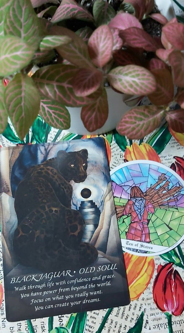 Колоды: "Tarot of the Cloisters" и "Spirit of the Animals Oracle" by Jody Bergsma