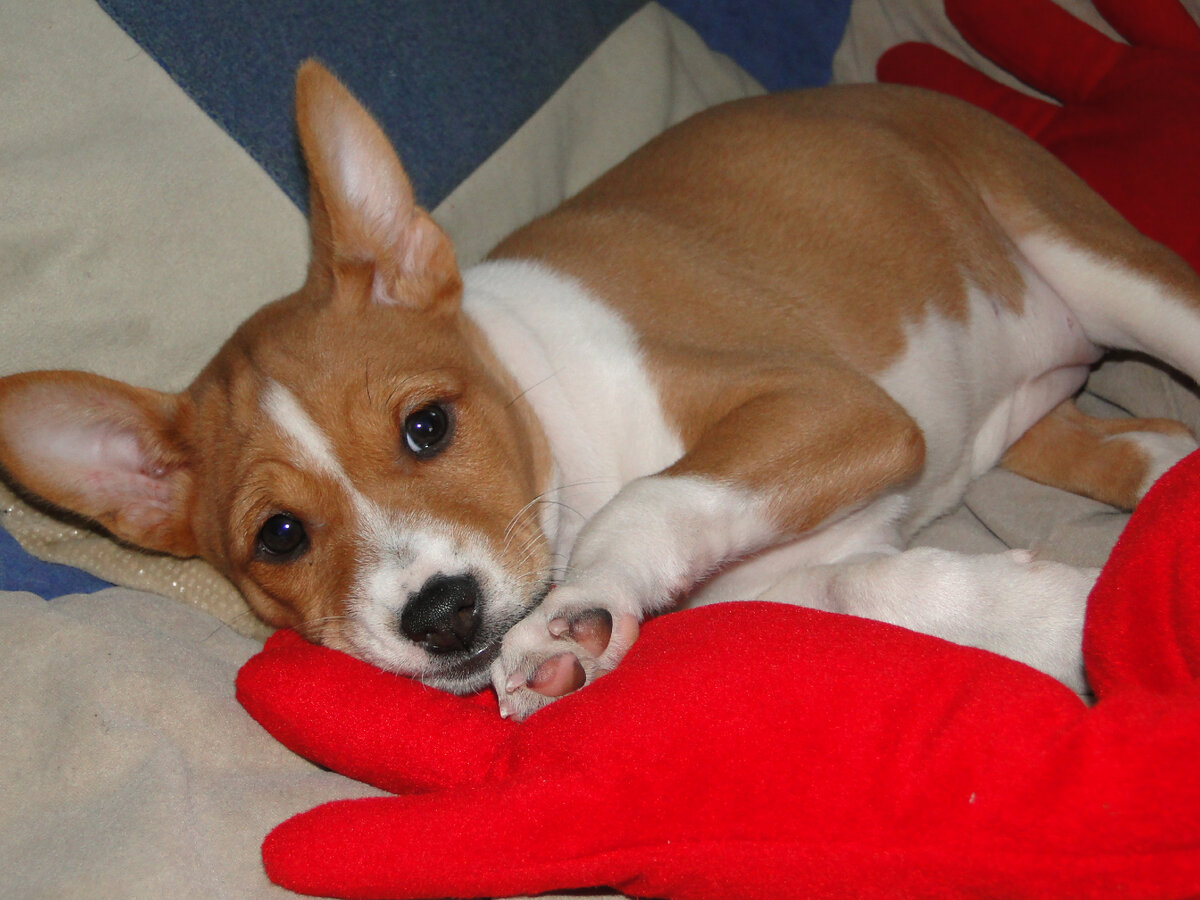 Набамба Лулу