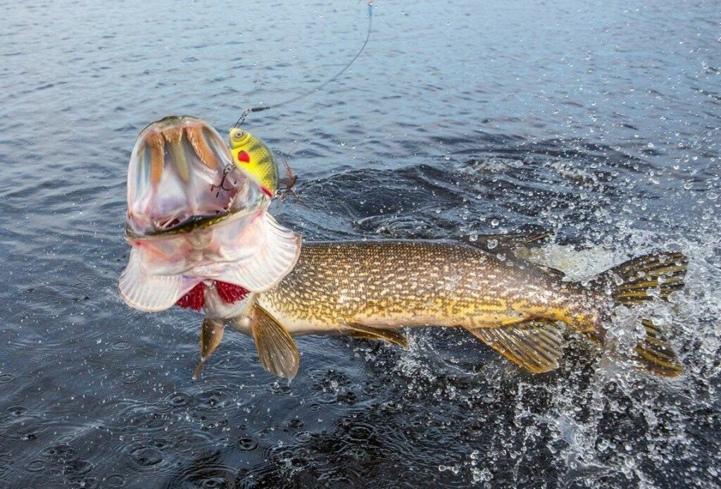 Она поймала или её поймали? (фото из открытых источников)