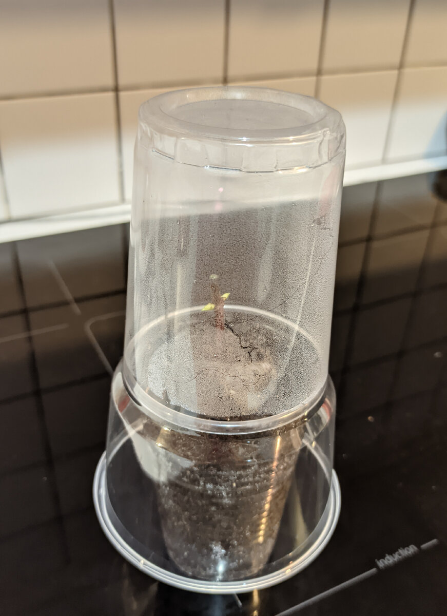 Черенок гортензии под колпаком из стаканчика 500 мл