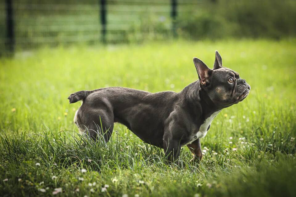 Все хотят попу как у Ким, а я хочу попу, как у французского бульдога. 